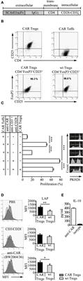 Chimeric Antigen Receptor-Redirected Regulatory T Cells Suppress Experimental Allergic Airway Inflammation, a Model of Asthma